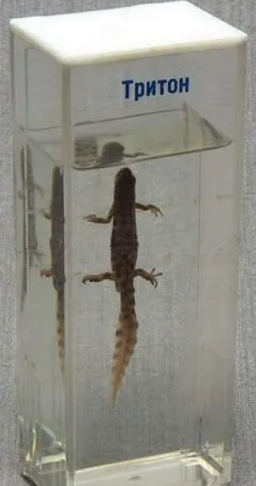 авмиавиавиав