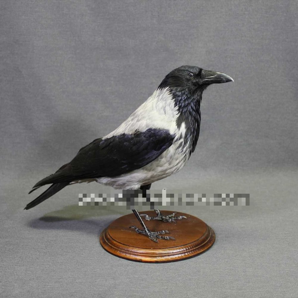 9375b5366c3e3187be388a698a1700f0