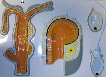 Скриншот 29-10-2024 212700