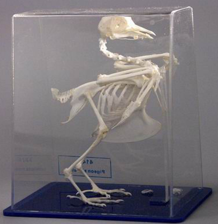 вамавиваиав