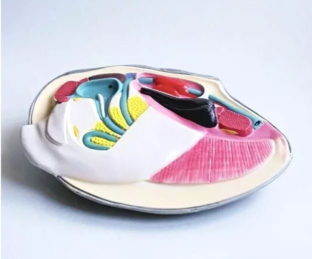 апавпавпав