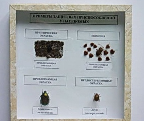 амавмавива