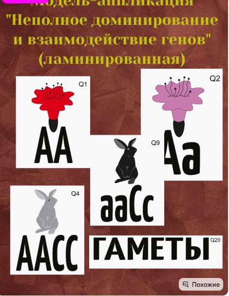 ваапп