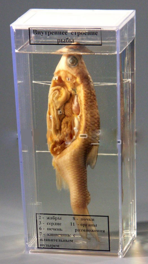 ЫВМВЫМВЫИЫВ